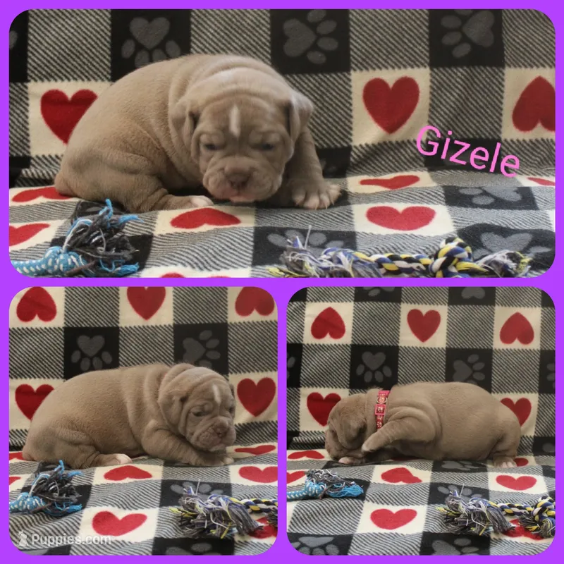 Gizele  – Olde English Bulldogge puppy for sale in Eatonville, WA