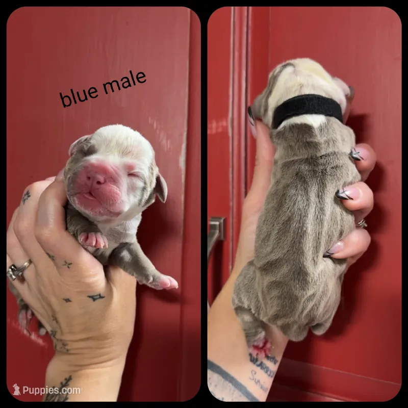 4 – Olde English Bulldogge puppy for sale in Eatonville, WA