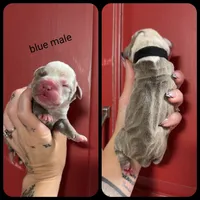 4, a male Olde English Bulldogge for sale in Eatonville, WA – 1 of 1
