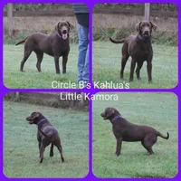 Mrs Orange, a female Labrador Retriever for sale in Eatonville, WA – 4 of 4