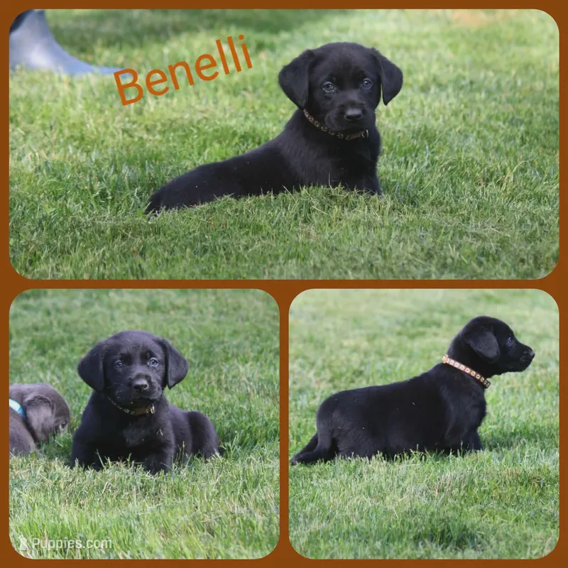 Benelli – Labrador Retriever puppy for sale in Eatonville, WA