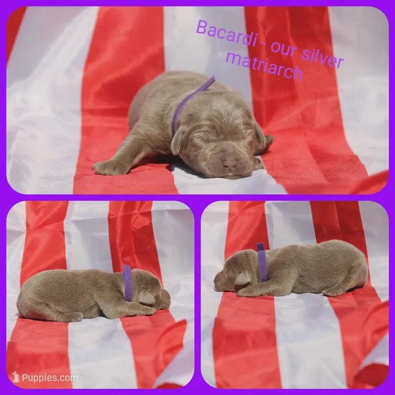 Bacardi – Labrador Retriever puppy for sale in Eatonville, WA