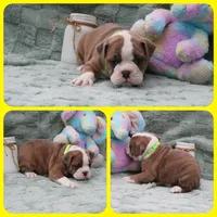 Hans Solo, a male Olde English Bulldogge for sale in Eatonville, WA – Photo 2 of 4