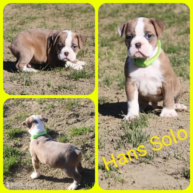 Hans Solo – Olde English Bulldogge puppy for sale in Eatonville, WA