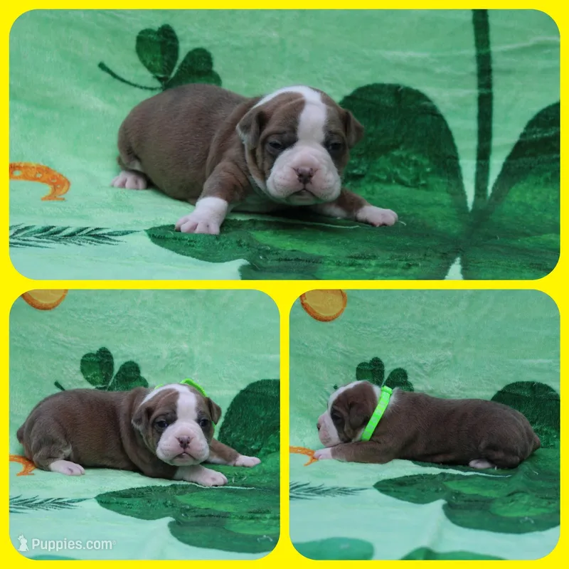 Hans Solo – Olde English Bulldogge puppy for sale in Eatonville, WA