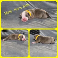 Hans Solo, a male Olde English Bulldogge for sale in Eatonville, WA – Photo 2 of 2