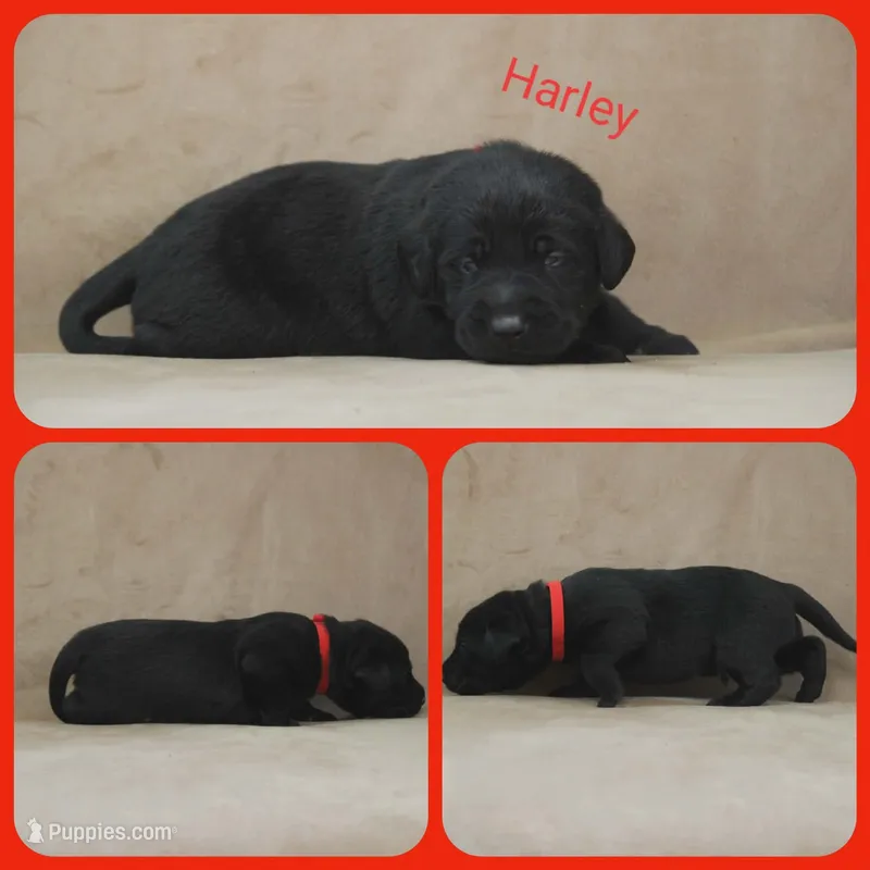 Harley – Labrador Retriever puppy for sale in Eatonville, WA