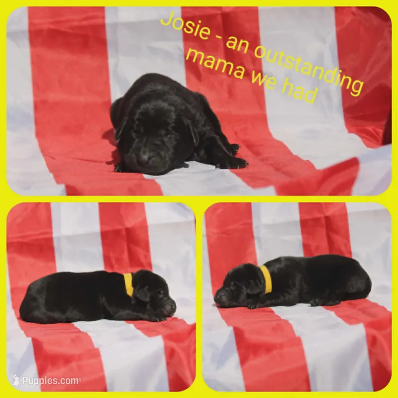 Josie – Labrador Retriever puppy for sale in Eatonville, WA