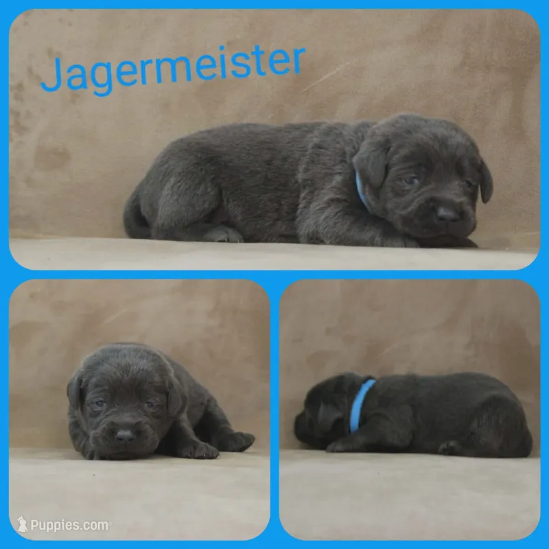 Jagermeister – Labrador Retriever puppy for sale in Eatonville, WA