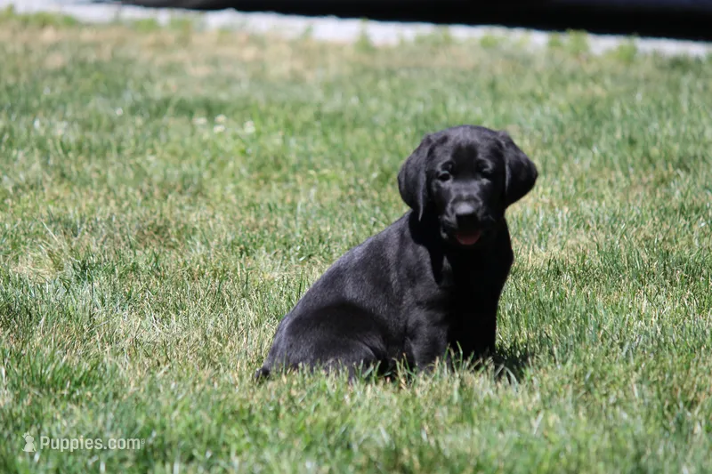 Harley – Labrador Retriever puppy for sale in Eatonville, WA