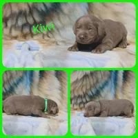Kiwi, a male Labrador Retriever for sale in Eatonville, WA – 2 of 4