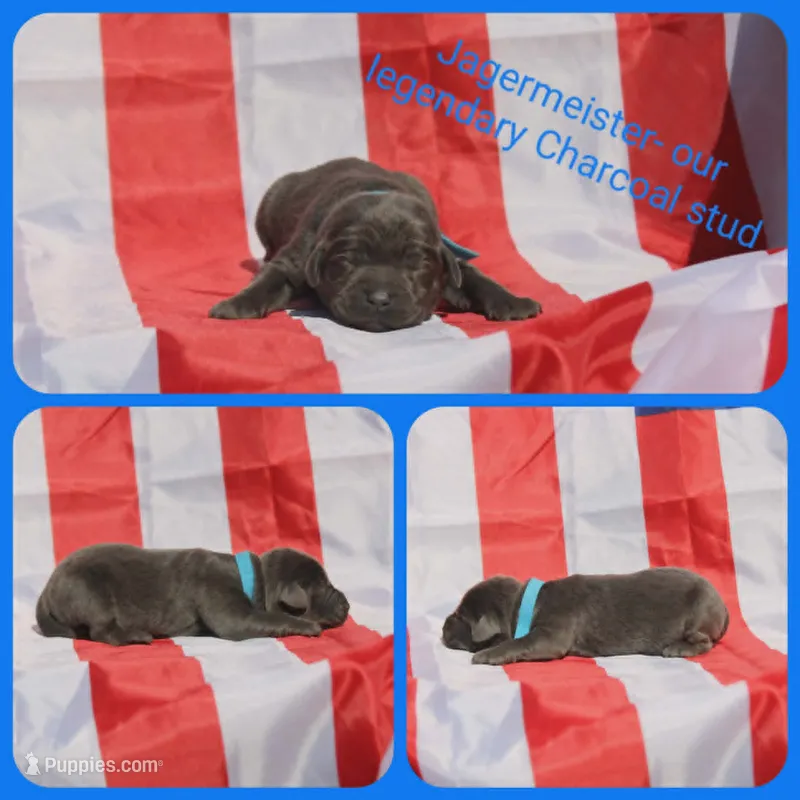 Jagermeister – Labrador Retriever puppy for sale in Eatonville, WA
