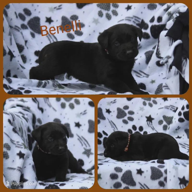 Benelli – Labrador Retriever puppy for sale in Eatonville, WA