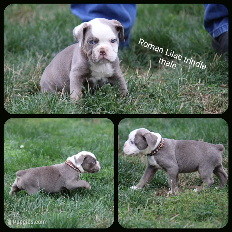 Roman – Olde English Bulldogge puppy for sale in Eatonville, WA