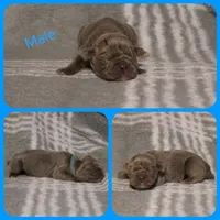 Bryan, a male Olde English Bulldogge for sale in Eatonville, WA – 2 of 3