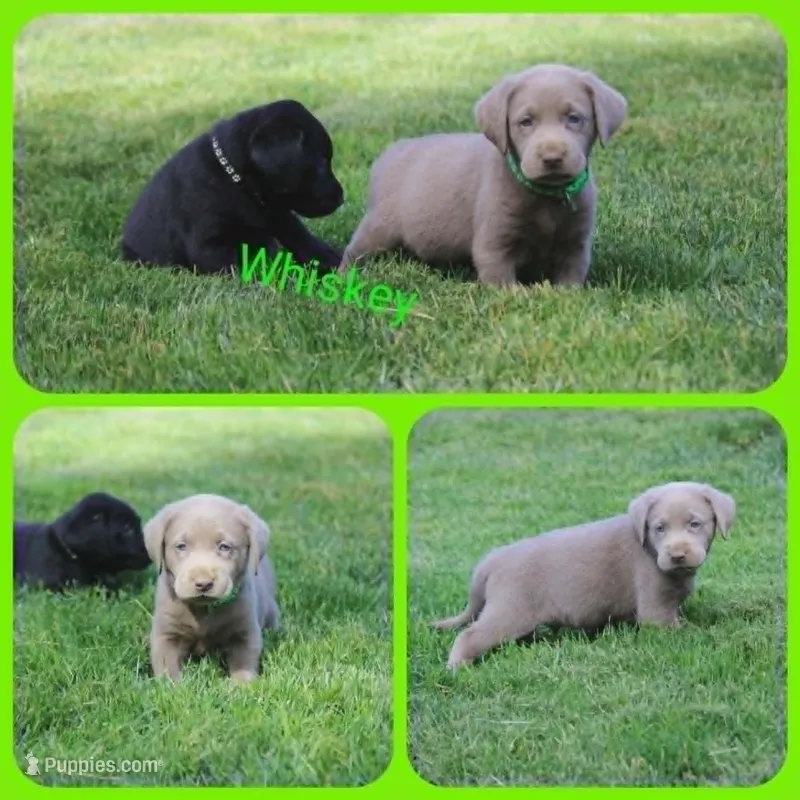Whiskey – Labrador Retriever puppy for sale in Eatonville, WA