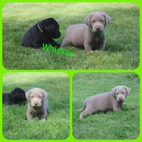 Whiskey, a male Labrador Retriever for sale in Eatonville, WA – 1 of 6