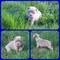 Bryan, a male Olde English Bulldogge for sale in Eatonville, WA – 3 of 7