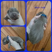 Pear, a male Labrador Retriever for sale in Eatonville, WA – 4 of 4