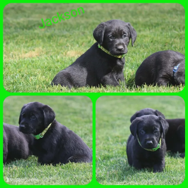 Jackson – Labrador Retriever puppy for sale in Eatonville, WA
