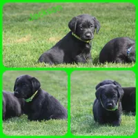 Jackson, a male Labrador Retriever for sale in Eatonville, WA – 1 of 6