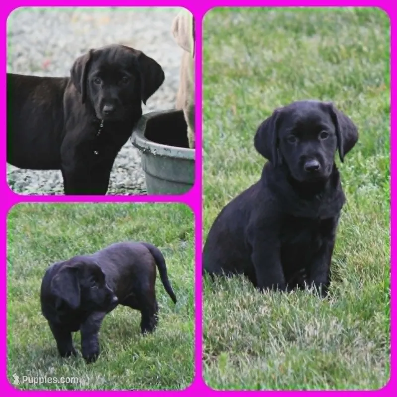 Mrs Orange – Labrador Retriever puppy for sale in Eatonville, WA