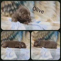 Olive, a male Labrador Retriever for sale in Eatonville, WA – 2 of 4