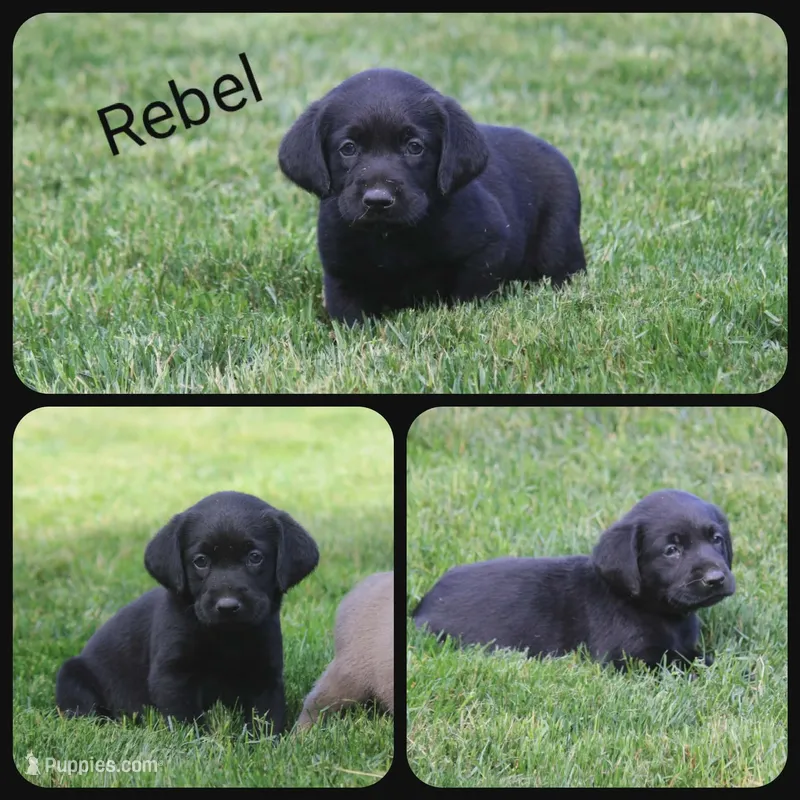 Rebel – Labrador Retriever puppy for sale in Eatonville, WA