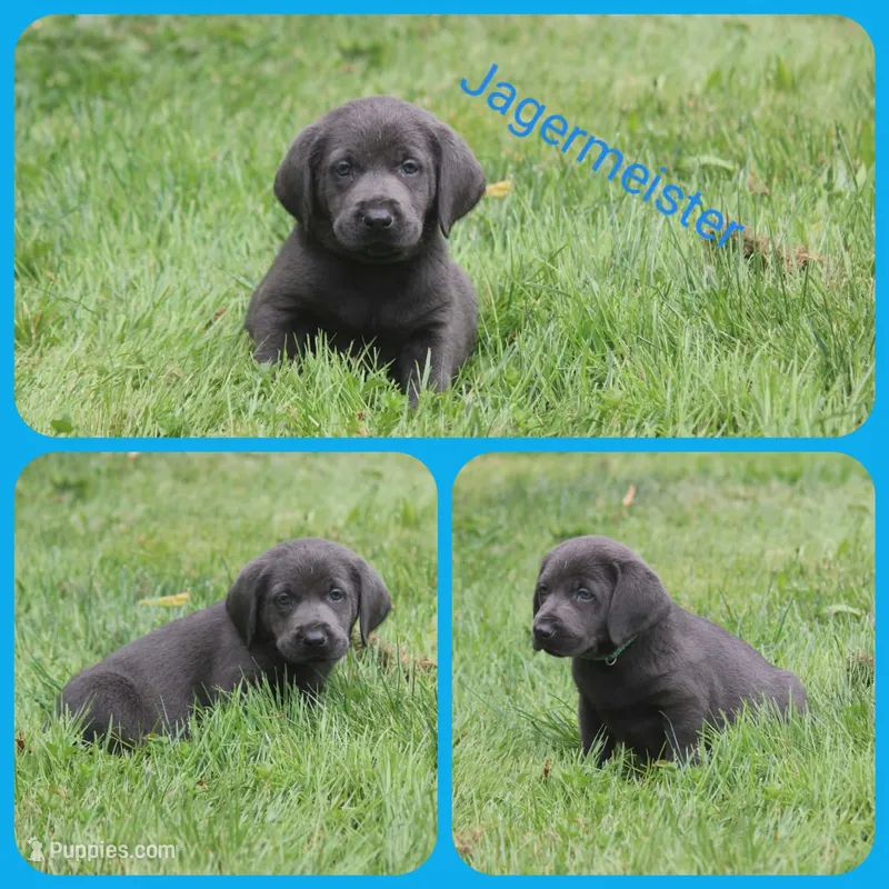 Jägermeister – Labrador Retriever puppy for sale in Eatonville, WA
