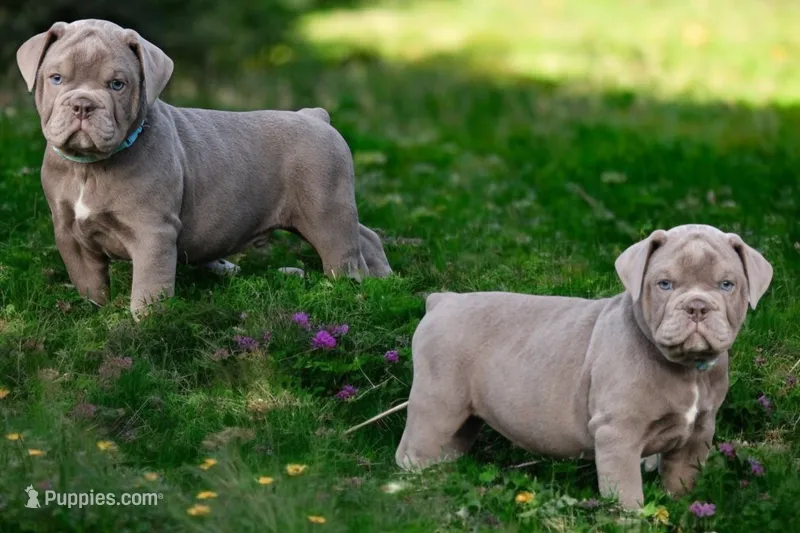 Bryan – Olde English Bulldogge puppy for sale in Eatonville, WA