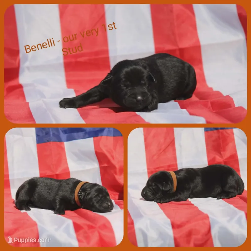 Benelli – Labrador Retriever puppy for sale in Eatonville, WA