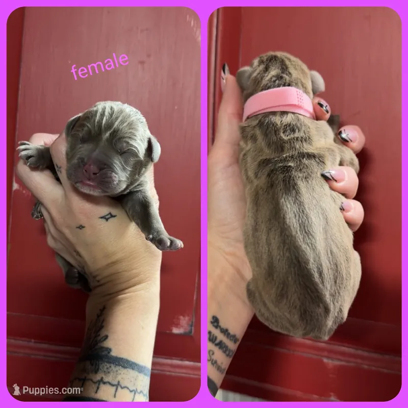 8 – Olde English Bulldogge puppy for sale in Eatonville, WA