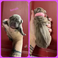 8, a female Olde English Bulldogge for sale in Eatonville, WA – 1 of 1