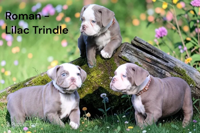 Roman – Olde English Bulldogge puppy for sale in Eatonville, WA