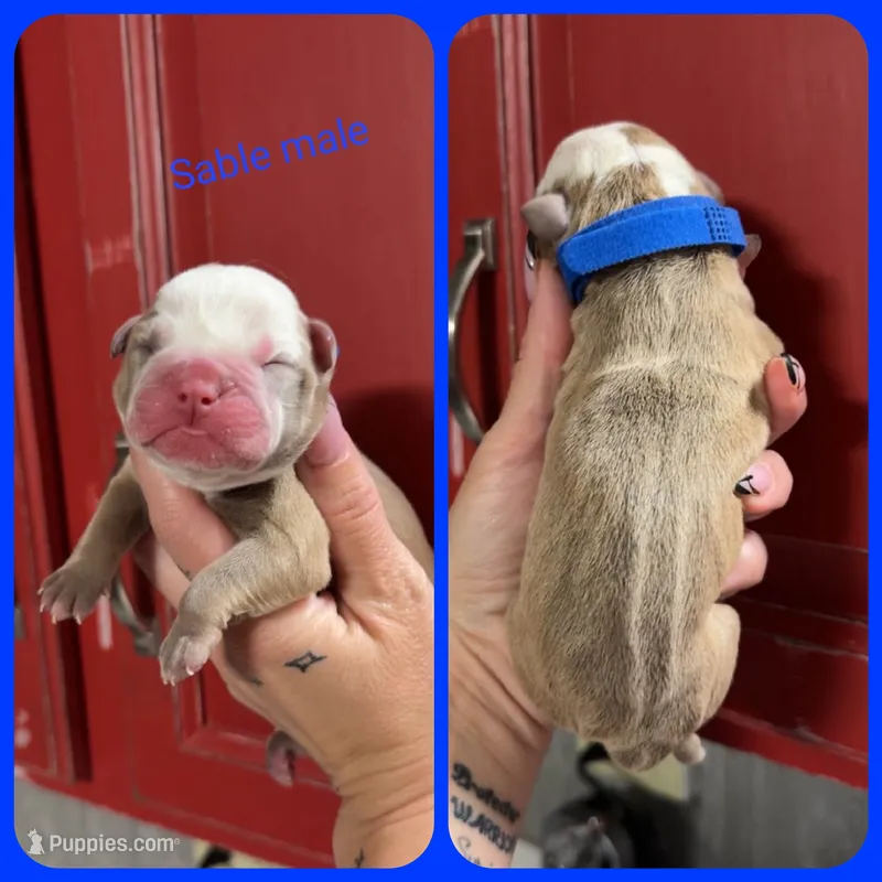 3 – Olde English Bulldogge puppy for sale in Eatonville, WA