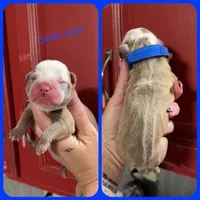 3, a male Olde English Bulldogge for sale in Eatonville, WA – 1 of 1