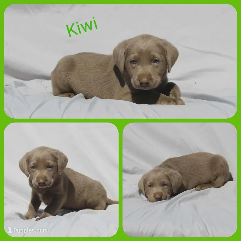 Kiwi – Labrador Retriever puppy for sale in Eatonville, WA
