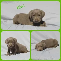 Kiwi, a male Labrador Retriever for sale in Eatonville, WA – 1 of 4
