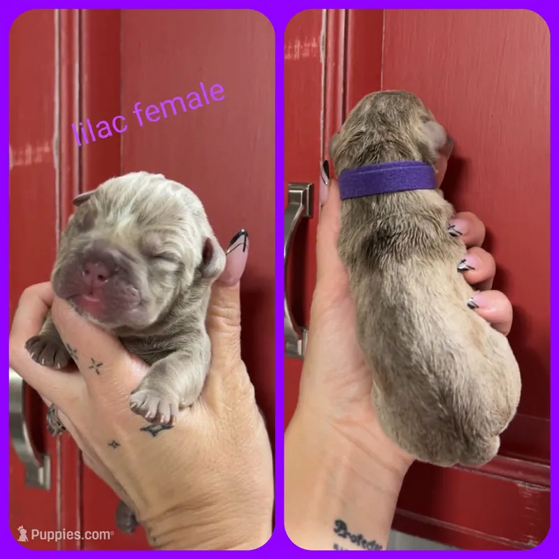 7 – Olde English Bulldogge puppy for sale in Eatonville, WA