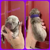 7, a female Olde English Bulldogge for sale in Eatonville, WA – 1 of 1
