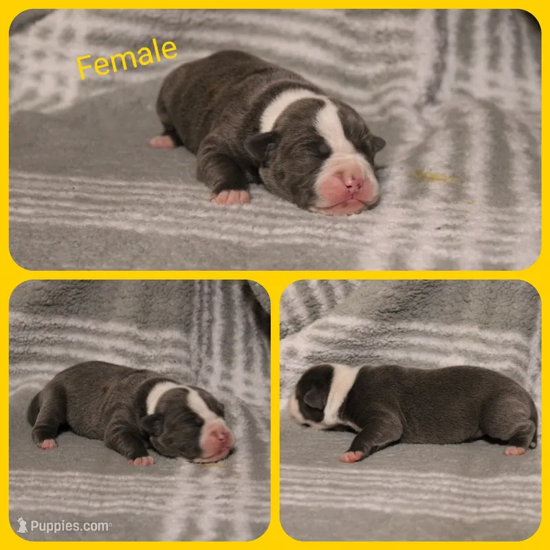 6 – Olde English Bulldogge puppy for sale in Eatonville, WA