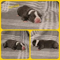 Ramsey , a female Olde English Bulldogge for sale in Eatonville, WA – 2 of 3
