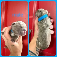 1, a male Olde English Bulldogge for sale in Eatonville, WA – 1 of 1