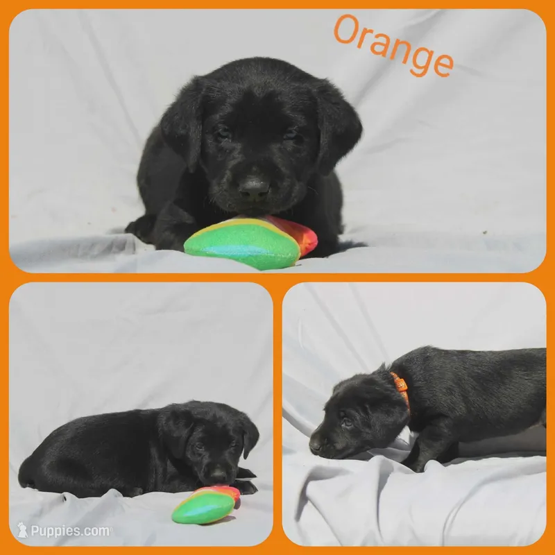 Orange  – Labrador Retriever puppy for sale in Eatonville, WA