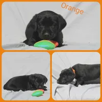 Orange , a female Labrador Retriever for sale in Eatonville, WA – 1 of 4