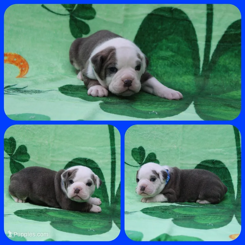 Luke Skywalker – Olde English Bulldogge puppy for sale in Eatonville, WA