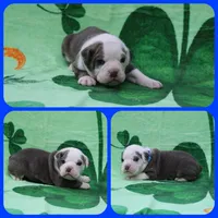 Luke Skywalker, a male Olde English Bulldogge for sale in Eatonville, WA – Photo 3 of 4