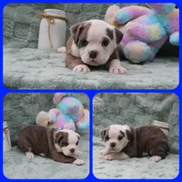 Luke Skywalker, a male Olde English Bulldogge for sale in Eatonville, WA – Photo 2 of 4