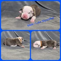 Luke Skywalker, a male Olde English Bulldogge for sale in Eatonville, WA – Photo 4 of 4