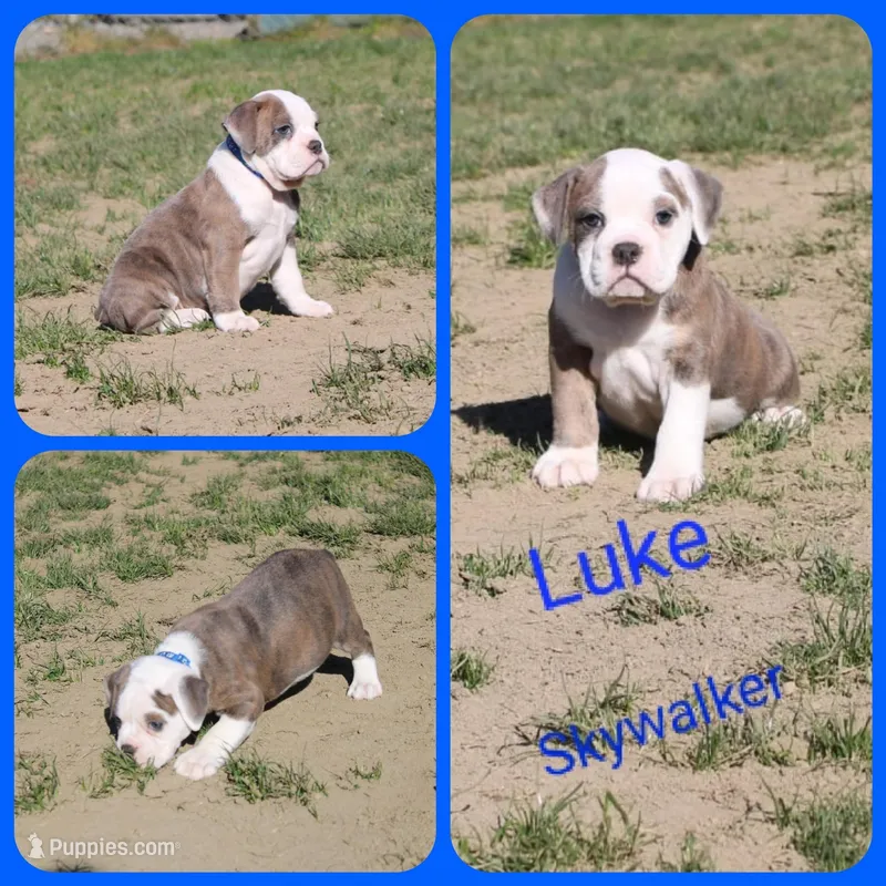 Luke Skywalker – Olde English Bulldogge puppy for sale in Eatonville, WA